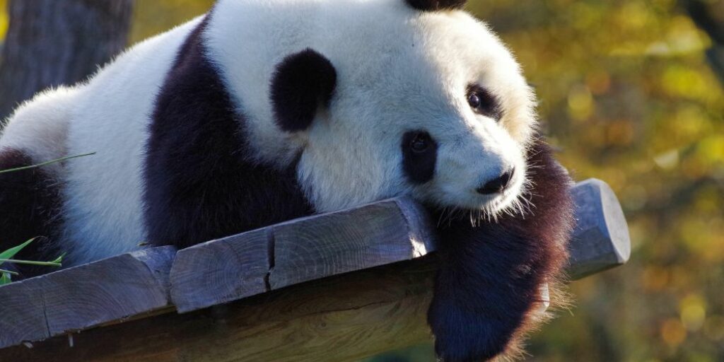 beste-bamboe-dekbed-ontspannen-als-een-panda