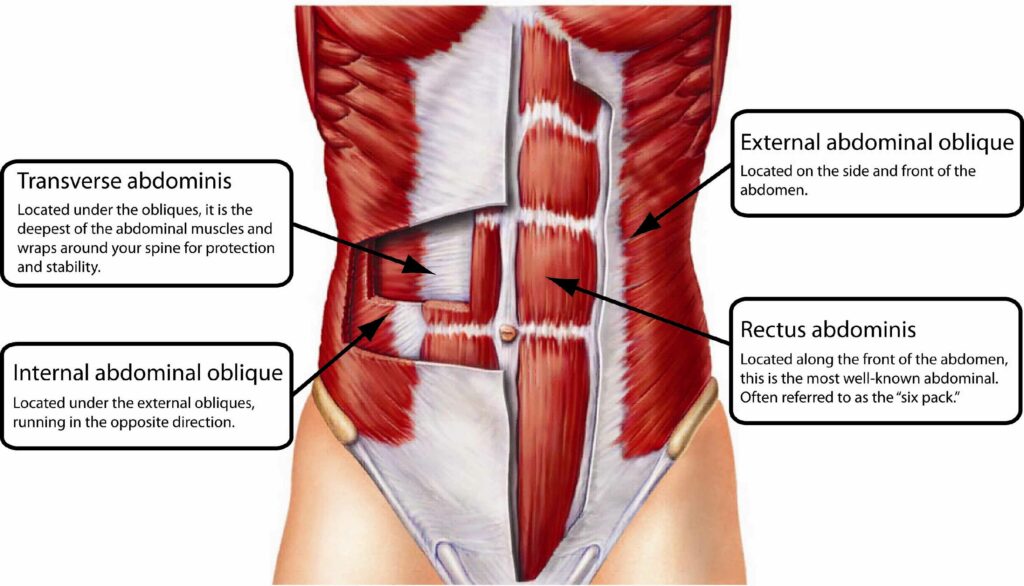 afbeelding-van-transversus-abdominis-core-spieren